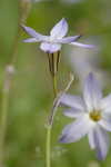 Star-of-Bethlehem <BR>Springstar